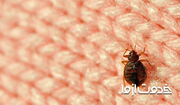 عکس ساس روی لباس